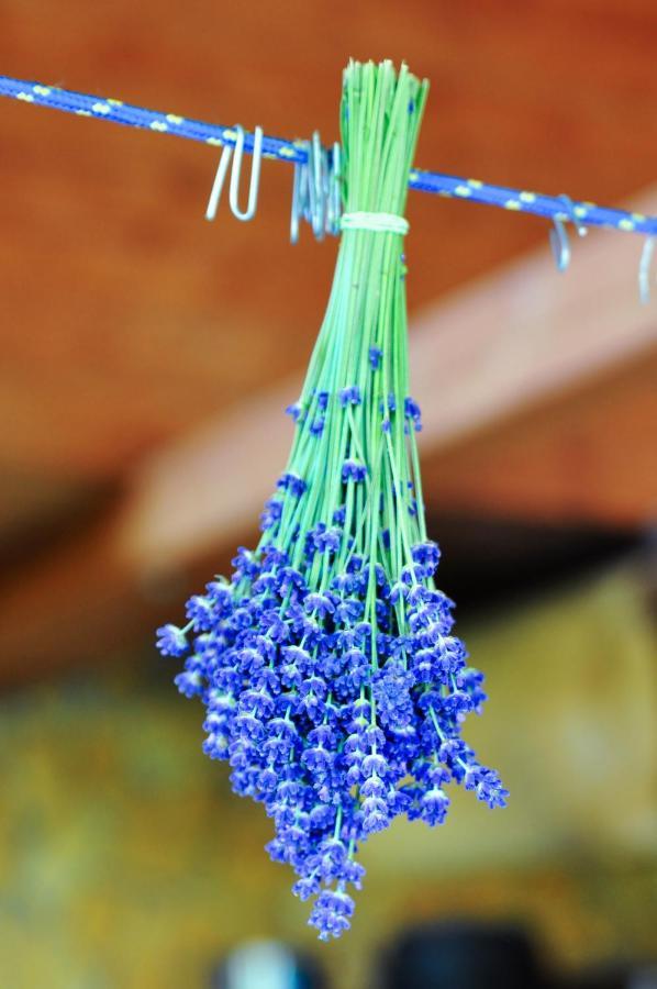Rose Hip Hill Farm Bed & Breakfast Valea Tirnei Екстериор снимка