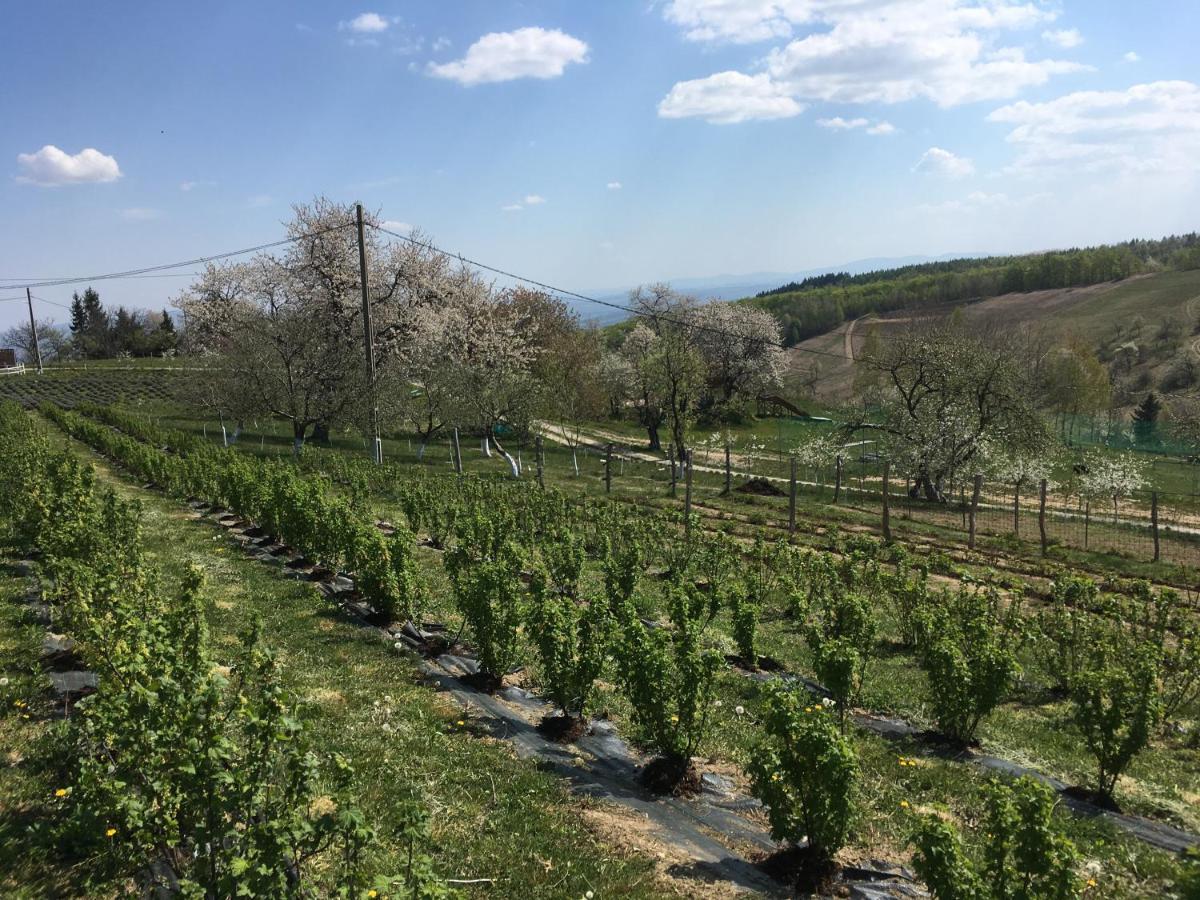 Rose Hip Hill Farm Bed & Breakfast Valea Tirnei Екстериор снимка